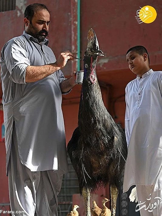 (تصاویر) تاکسیدرمی حیوانات خانگی پس از مرگ